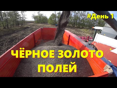 Видео: УБОРКА ПОДСОЛНЕЧНИКА 2024 НА КУБАНИ /ОСЕННЯЯ СТРАДА / NUSEED СНОВА НЕ ПОДВЁЛ
