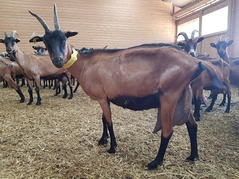 Видео: Делюсь впечателниями о козьей ферме Chèvrerie de l'Est