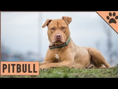 Видео: Питбуль — информация о породе собак