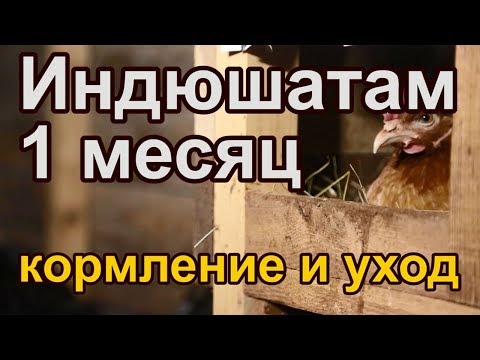 Видео: Индюшатам 1 месяц. Кормление и уход.