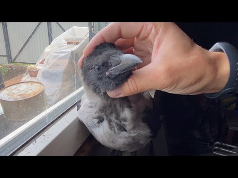 Видео: Завтрак у ворона Гоши и Кардинала. Птичьи нежности