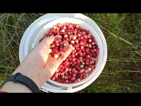 Видео: Когда собирают Клюкву? Сбор клюквы в сентябре