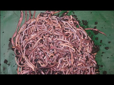 Видео: формирую ящик маточной дендробены!