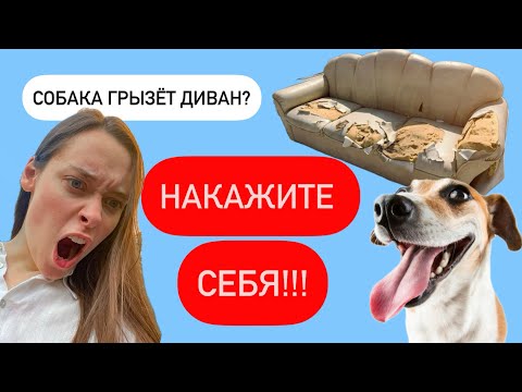Видео: Собака грызёт вещи. Что делать?