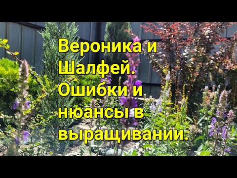Видео: Вероника, Шалфей. Нюансы выращивания. Немного о Барбарисах#вероника#шалфей
