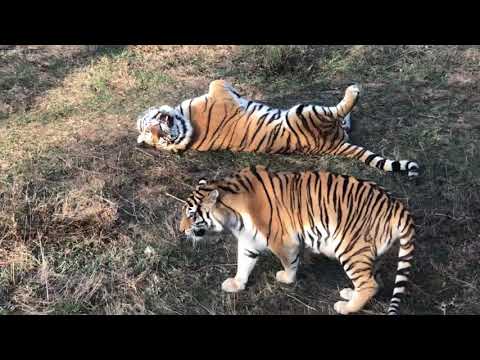 Видео: Как тигрята ДОСТАЛИ ПАПУ СКИФА !!!