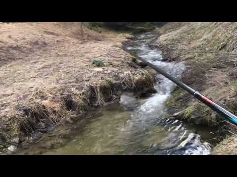 Видео: За пъстърва в дивата Родопа 29/03/25