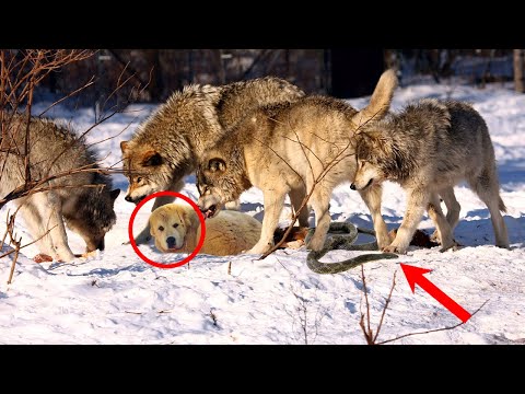 Видео: Егерь обомлел, когда увидел , что волки рвут щенка алабая. Подойдя ближе, он все понял!