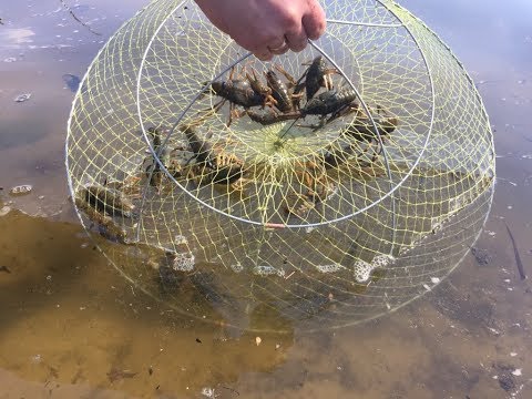 Видео: КОГДА ЛОВИТЬ РАКОВ. РАКОЛОВКИ НОЧЬЮ ИЛИ ДНЕМ, ПРОДАЖА РАКОЛОВОК. КУПИТЬ РАКОЛОВКИ.