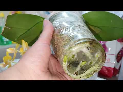 Видео: СНЕСЛА БУТОН 😱 ОБЛОМАЛА КОРЕНЬ🥶 НО ПЕРЕСАДИЛА АЗИАТКУ🤣