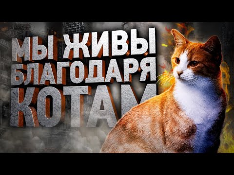 Видео: Как кошки тайно спасают нам жизнь