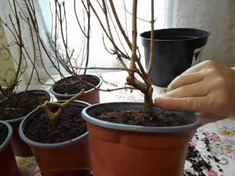 Видео: 27. 03. 2023 г. Моя большая посылка и обрезка саженцев.