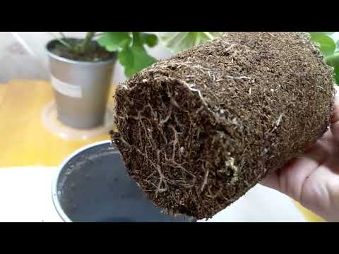 Видео: Пеларгонии: живут, растут и весну ждут