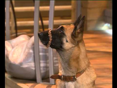 Видео: Диалоги о Животных. Дрессировка. S01E07