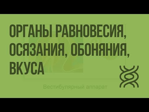 Видео: Органы равновесия, осязания, обоняния, вкуса. Видеоурок по биологии 8 класс