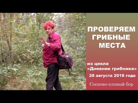 Видео: Проверяем грибные места.  Дневник грибника 28  августа 2018 года.