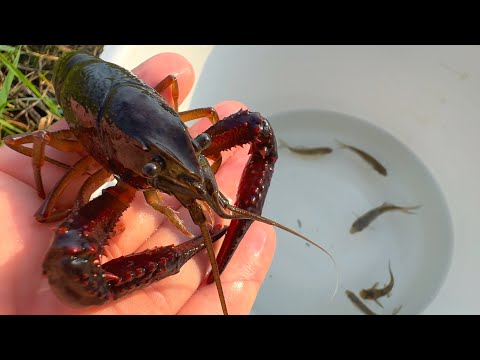 Видео: Что будет, если поместить мелкую рыбешку в ловушку для рыбы и оставить ее на неделю?