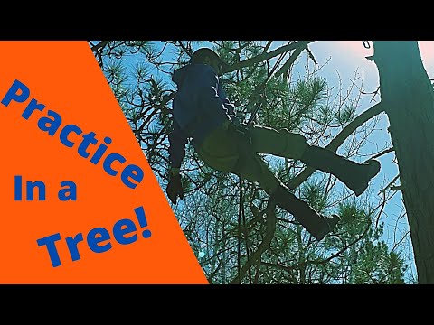 Видео: Спуск по деревьям для начинающих — идеальное место для практики!