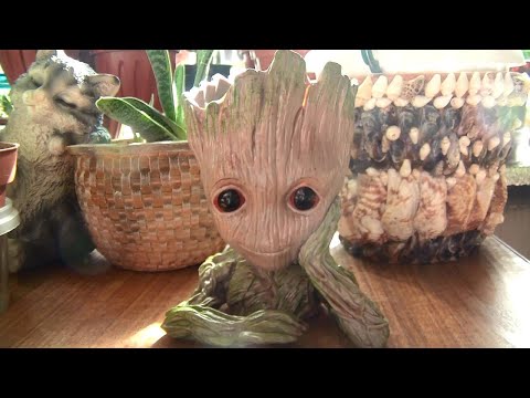 Видео: Мои домашние цветочки Осенний обзор Сентябрь 2019