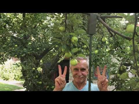 Видео: Ю.Р. Совет садоводам : "РЕПКА"- подставка для веток деревьев (Юрий Репников)