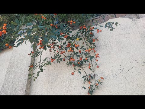 Видео: сегодня праздник/ в гостях у Вали/