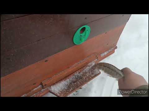 Видео: Пчелы 6.01.24 как-то так...