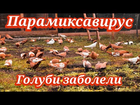Видео: Голуби и Парамиксовирус