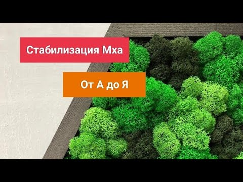 Видео: Стабилизация Мха от А до Я. Специфика, нюансы, мелочи, технология.