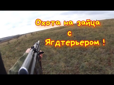 Видео: Охота на зайца с Ягдтерьером .