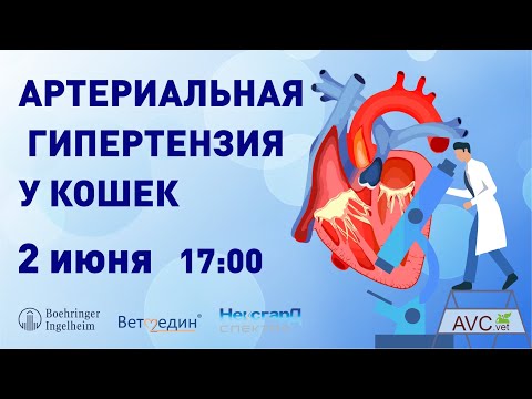 Видео: Артериальная гипертензия у кошек (А.Г.Комолов)