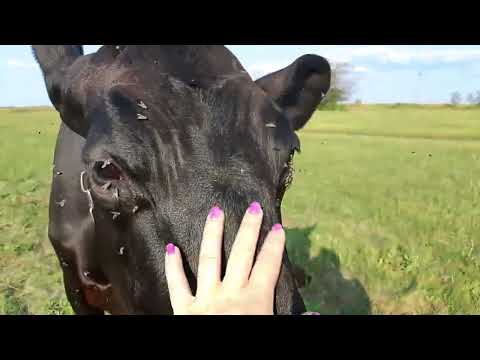 Видео: Наша первотелка,и ее дойка 🐄🙈