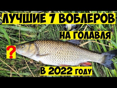 Видео: ТОП 7  Лучшие воблеры на ГОЛАВЛЯ в 2022 году! Ловля Голавля на Спиннинг! Рыбалка на голавля! Голавль