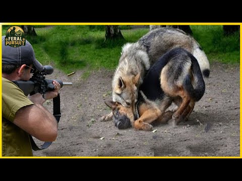 Видео: California Showdown – сложная и опасная охота на койотов с оружием в различных местностях
