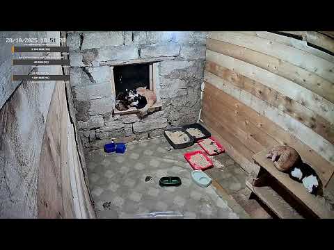 Видео: Коты котята кошки 24/7 Live Cams