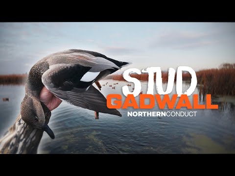Видео: Красавицы позднего сезона в Миннесоте | Охота на уток в соло на общественных землях