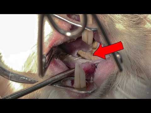 Видео: Каждый Владелец Морской Свинки Должен Знать Это о ЗУБАХ