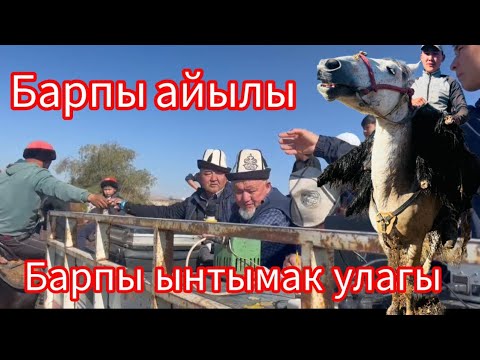 Видео: Барпы ынтымак улагы