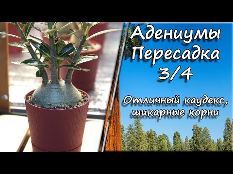 Видео: Адениумы. Пересадка 3/4. Отличный каудекс, шикарные корни