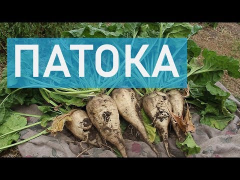 Видео: Как сделать патоку дома | Слишком тайный рецепт