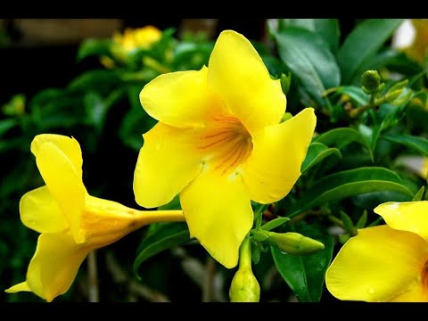 Видео: Адаптация растений после укоренения