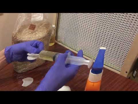 Видео: Полный цикл выращивания мицелия Ежовика