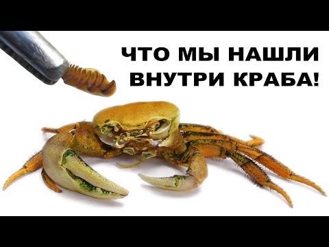 Видео: ЧТО ВНУТРИ КРАБА. Радужный краб полинял. Как происходит линька краба.