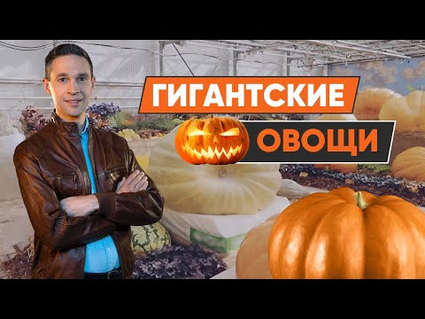 Видео: ГИГАНТСКИЕ ТЫКВЫ — ЭТО ВКУСНО?