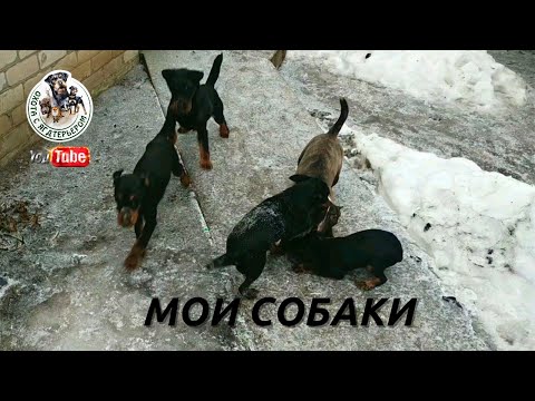 Видео: Охота с ягдтерьером. Мои собаки Ч.1