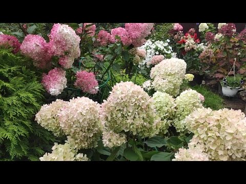 Видео: ОБЗОР МЕТЕЛЬЧАТЫХ ГОРТЕНЗИЙ  30  Августа 🌿🌿🍁