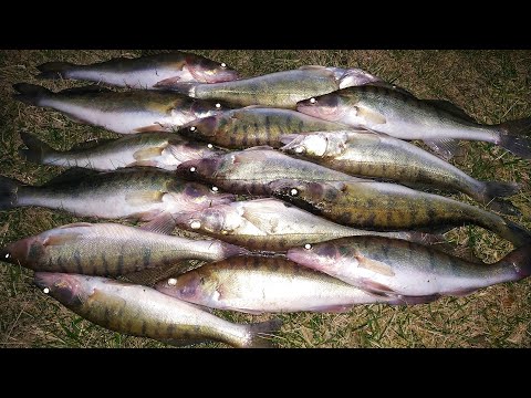 Видео: Опустил ЭТОТ БАЛАНСИР в Воду и ОФИГЕЛ от Клёва! Ловля Крупного Судака в Отвес! Рыбалка 2020