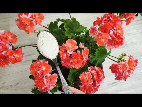 Видео: 1 ложка в герань осенью и даже чахлый цветок вмиг зацветет!