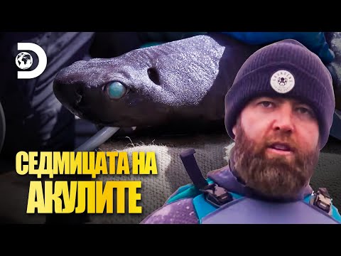 Видео: Акула ли ухапа Форест? | Седмицата на акулите