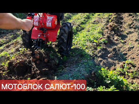 Видео: САЛЮТ-100 выкапываем картофель 🥔 мотоблоком