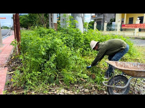 Видео: Убирайте уродливые газоны, которые портят эстетику улиц, чтобы спасти городские районы